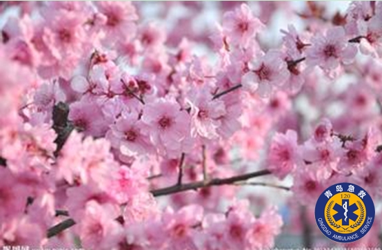 花季来临谨防花粉过敏